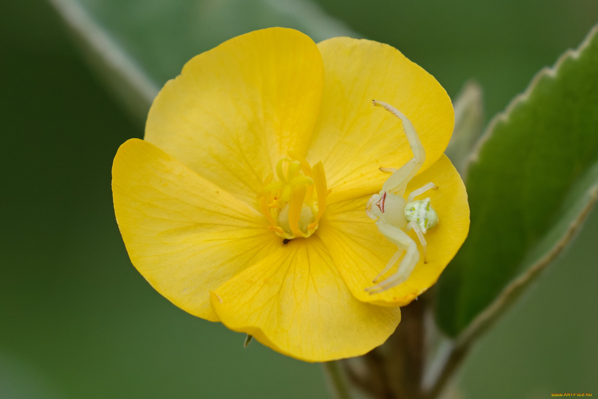 животные, пауки, паук