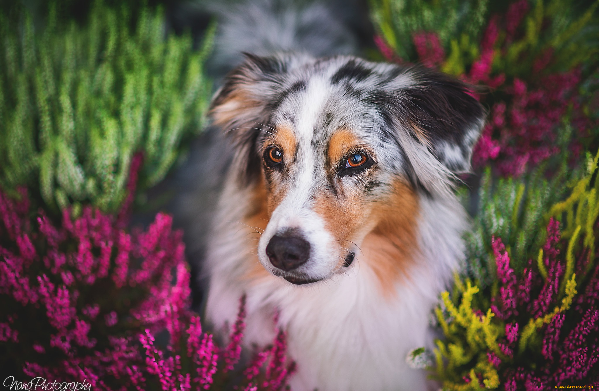 животные, собаки, собака