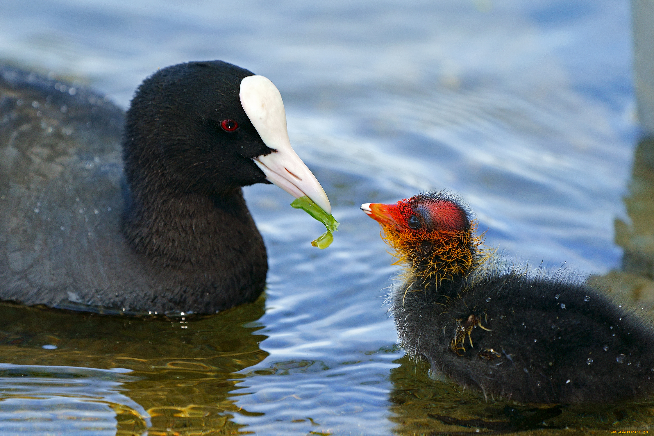 животные, чомги, , поганки, птицы