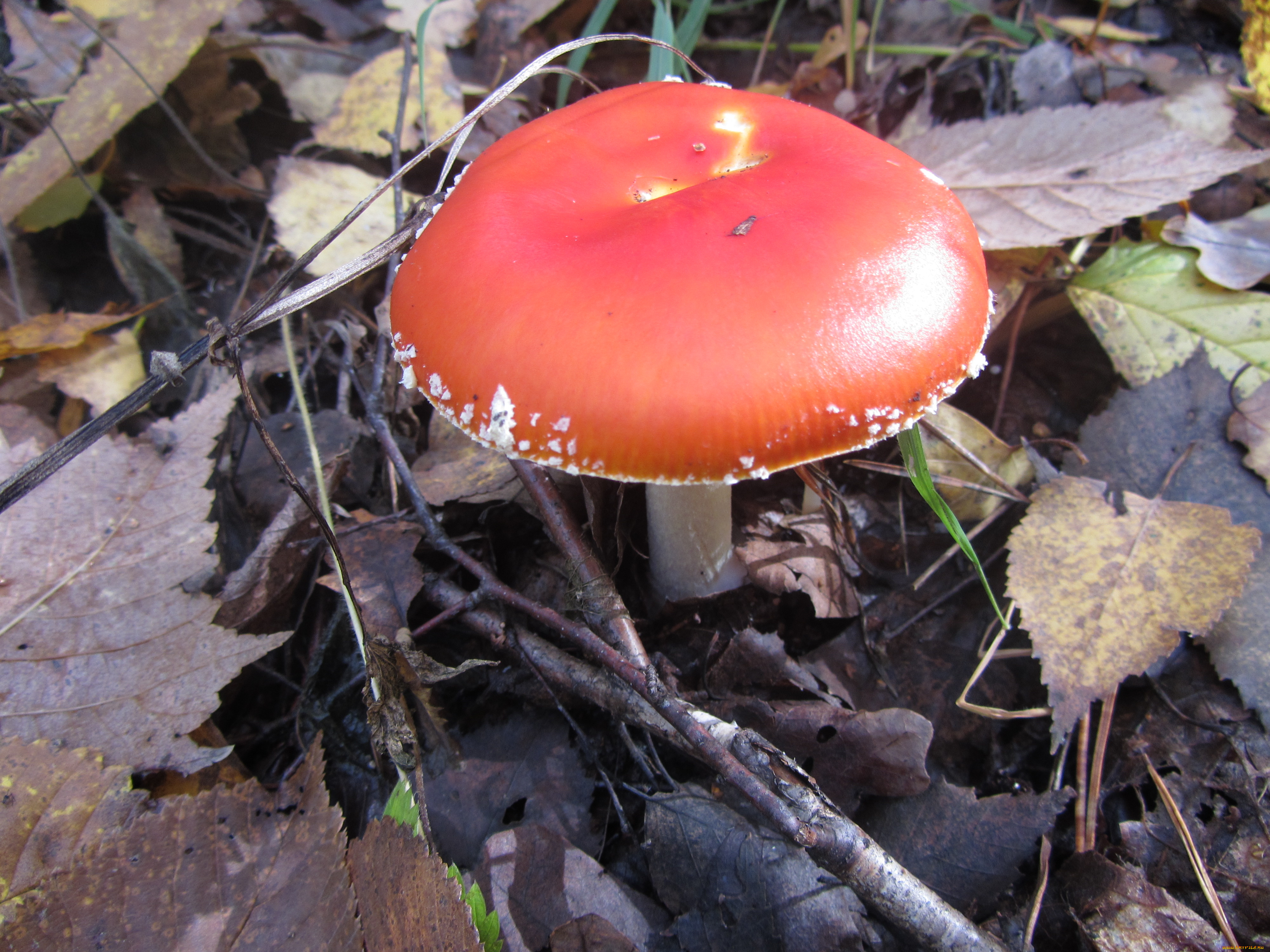 природа, грибы, , мухомор