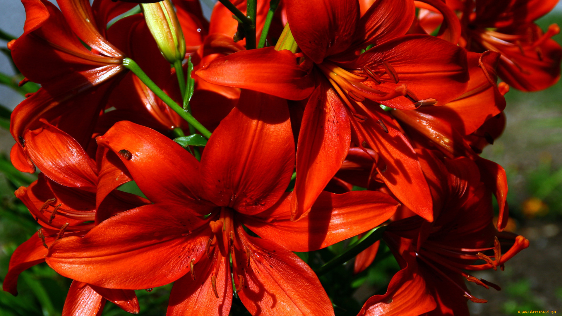 цветы, лилии, , лилейники