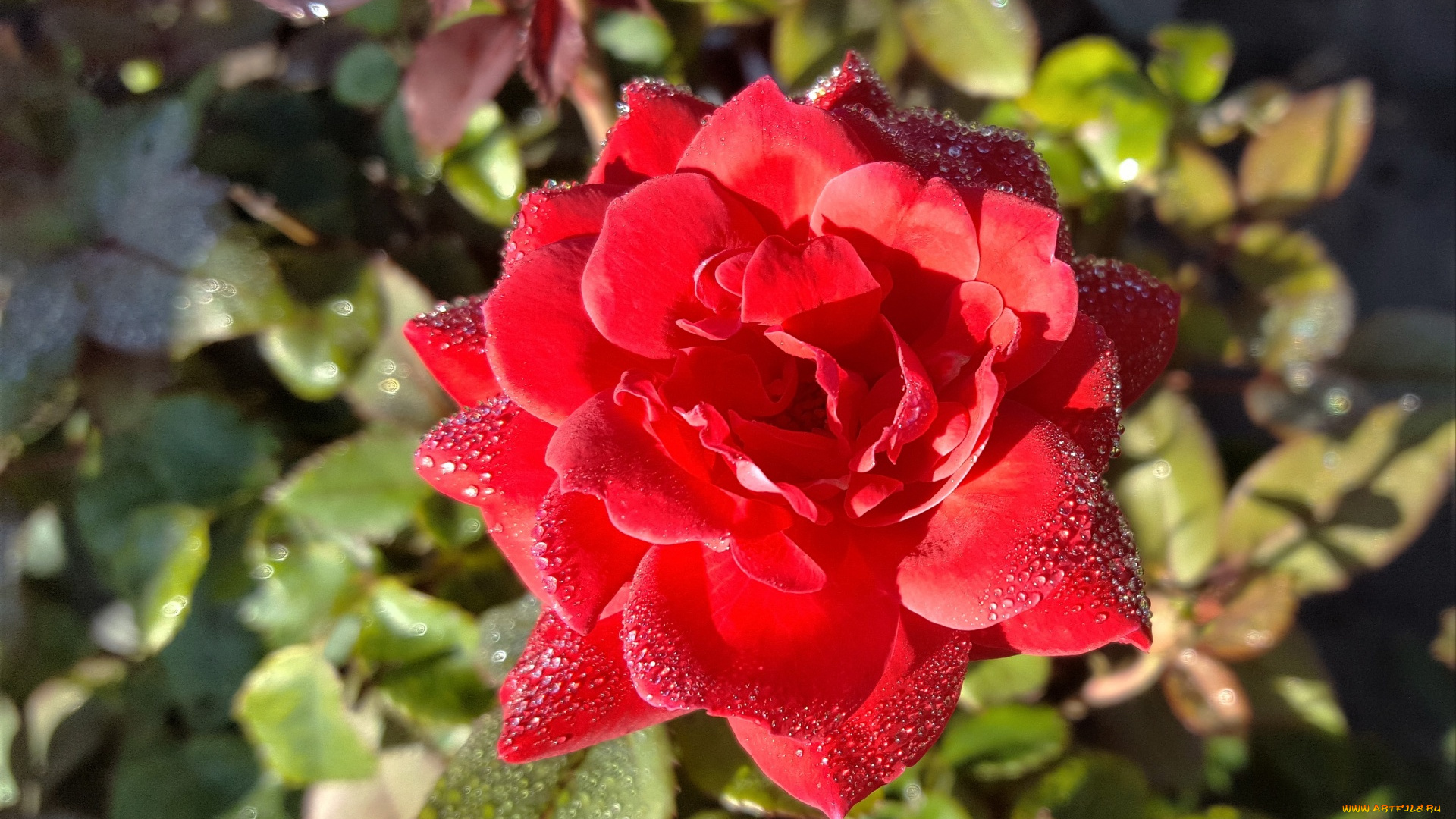 цветы, розы, красная, роза