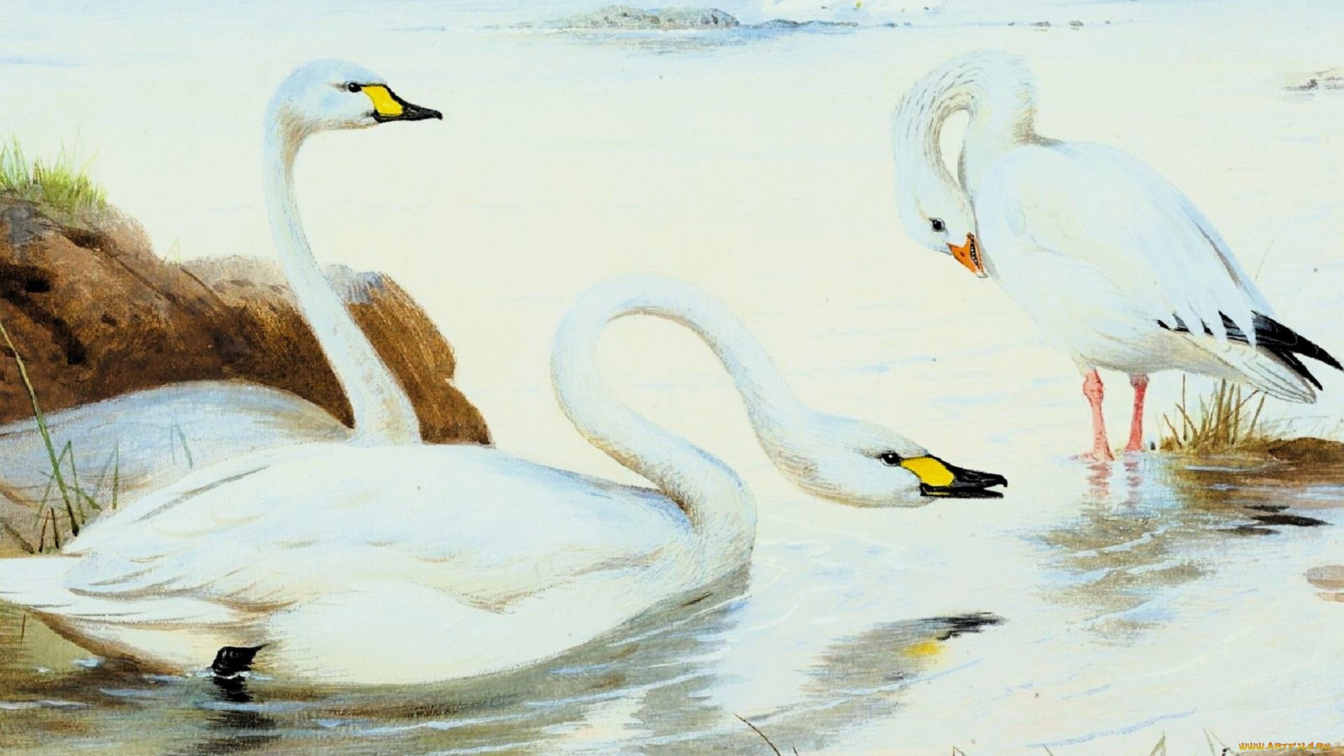рисованное, archibald, thorburn, лебеди, озеро, берег