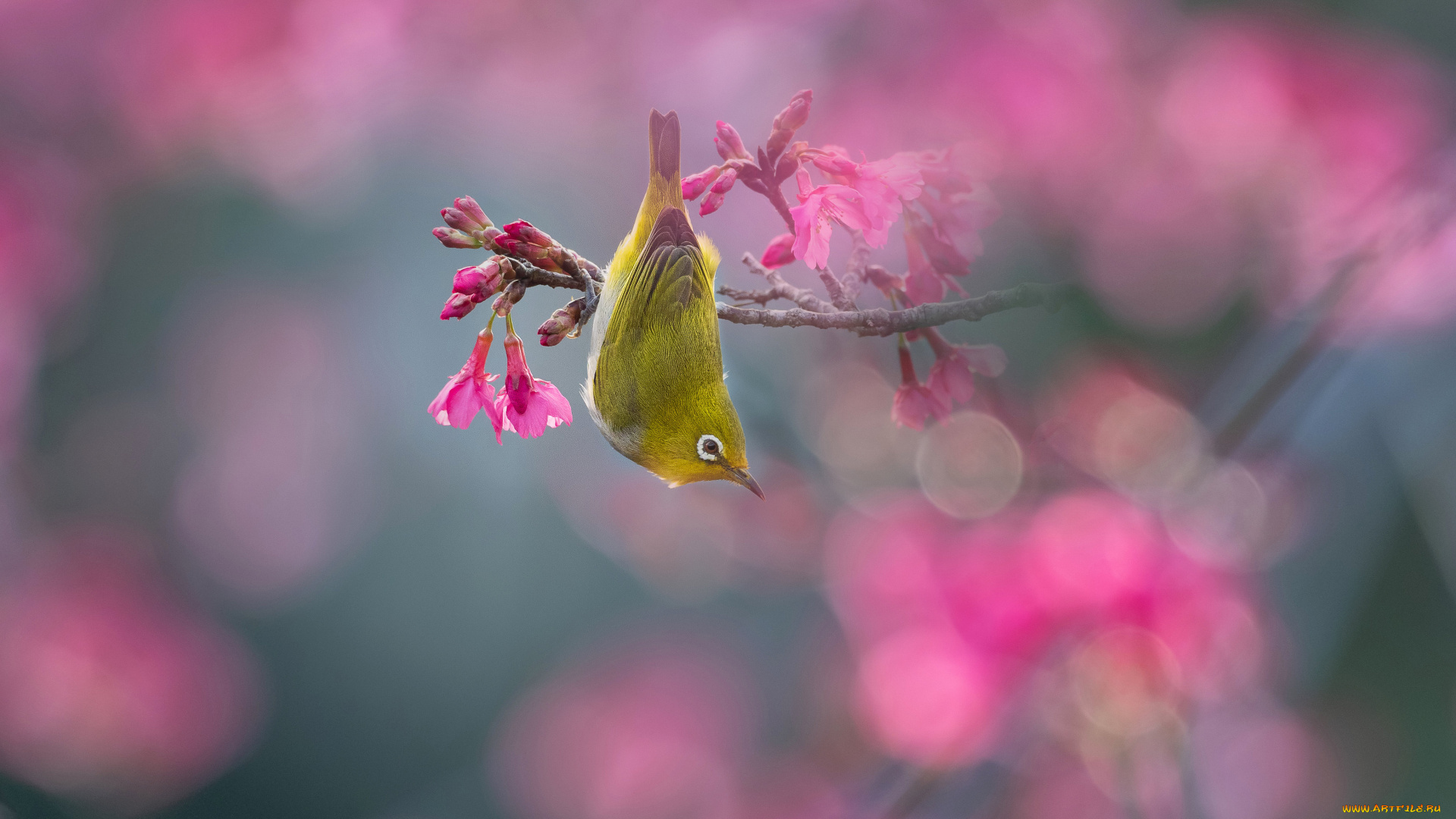 животные, белоглазки, птица