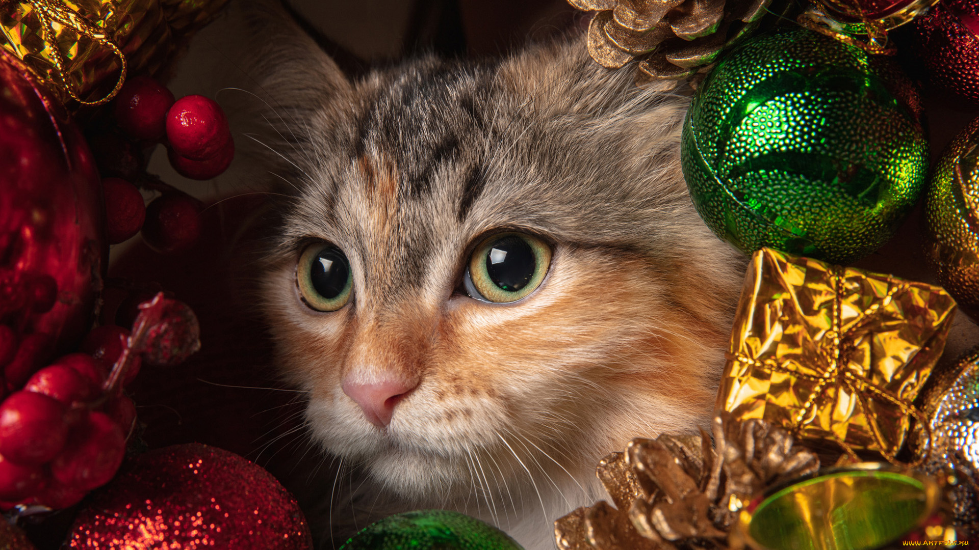 животные, коты, кот, кошак, котяра