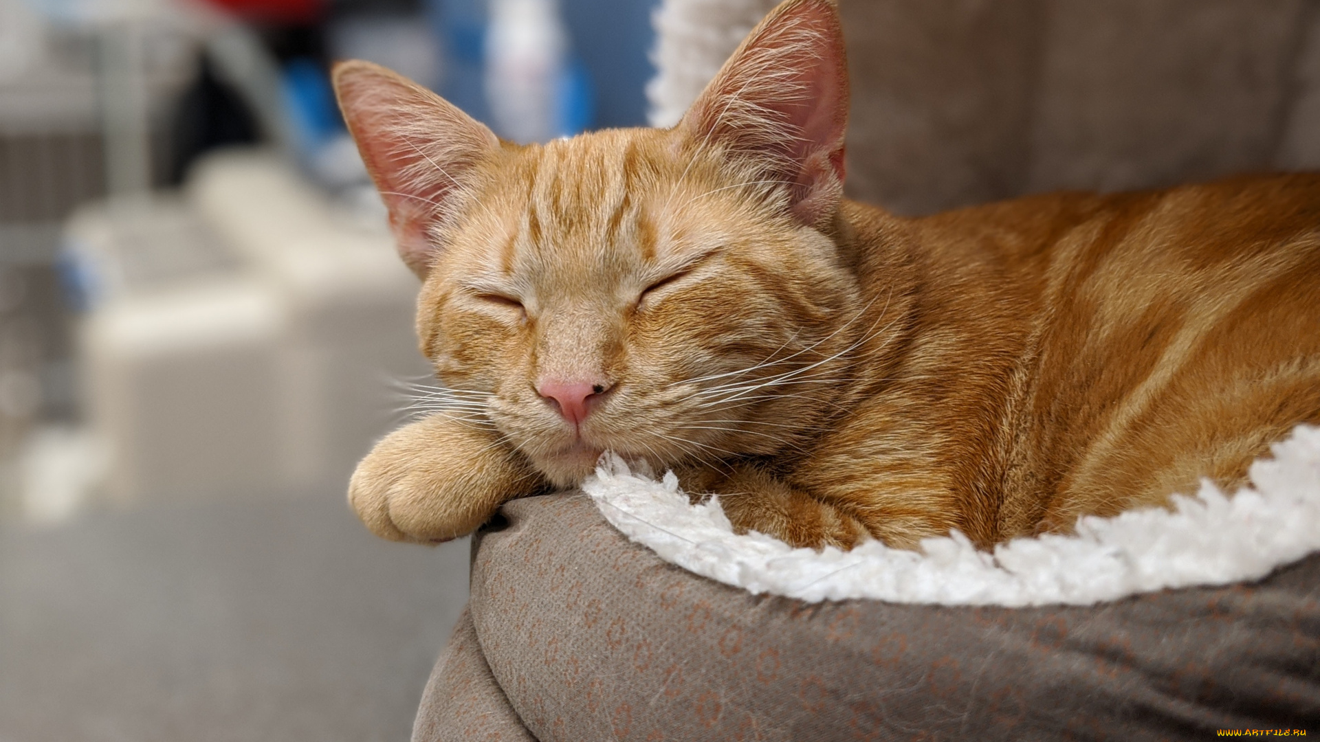 животные, коты, кот, кошка