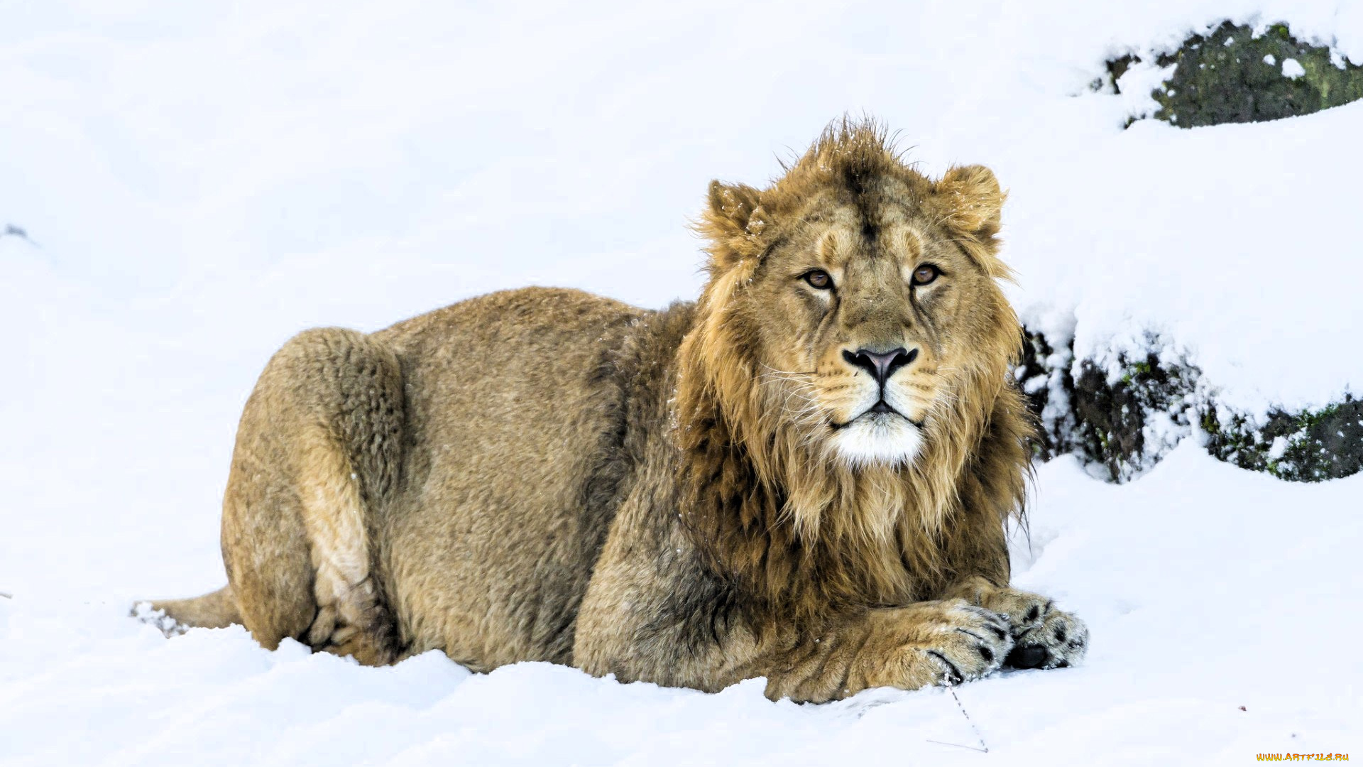 животные, львы, лев, снег