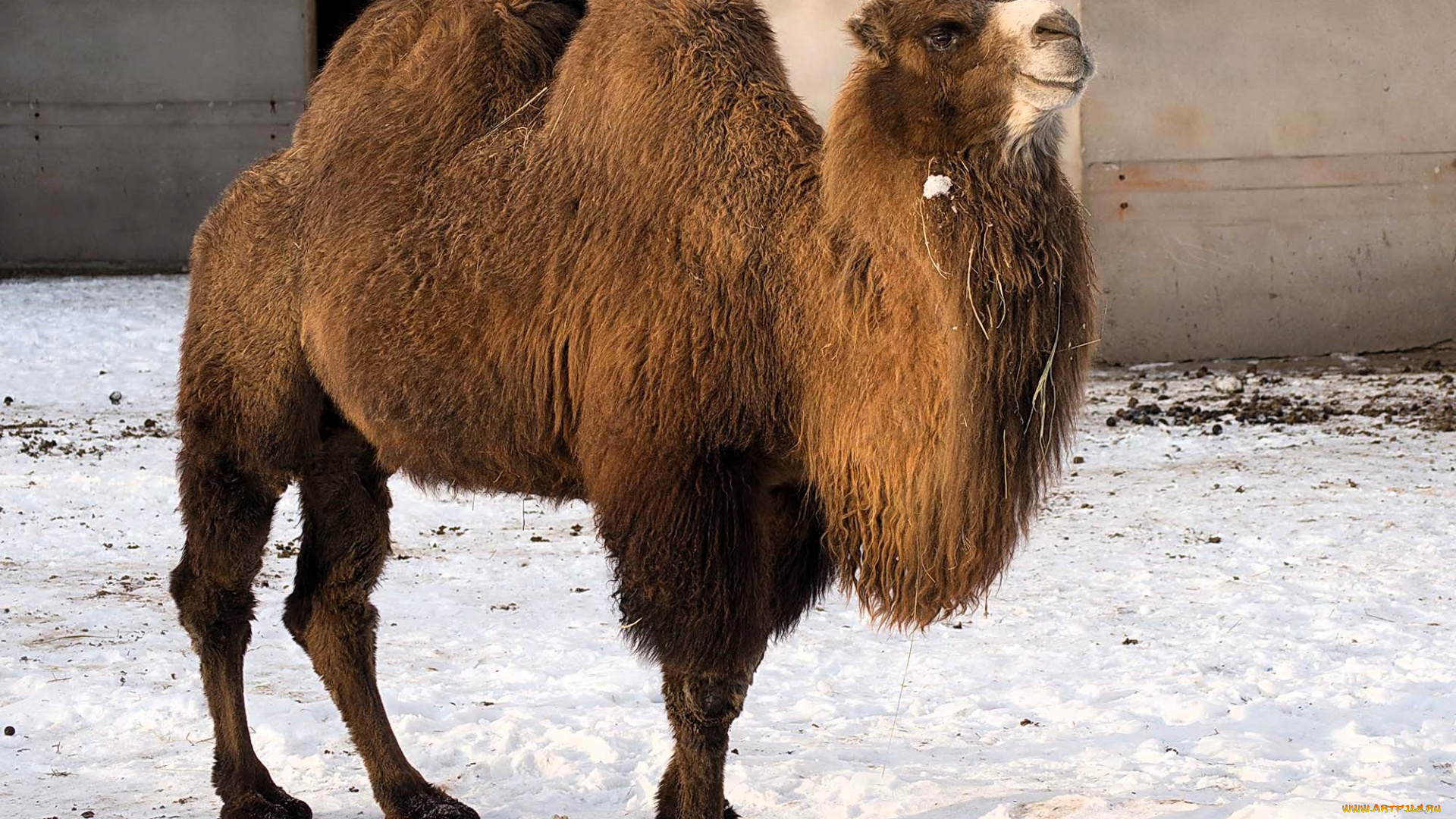 животные, верблюды, верблюд, снег, дом
