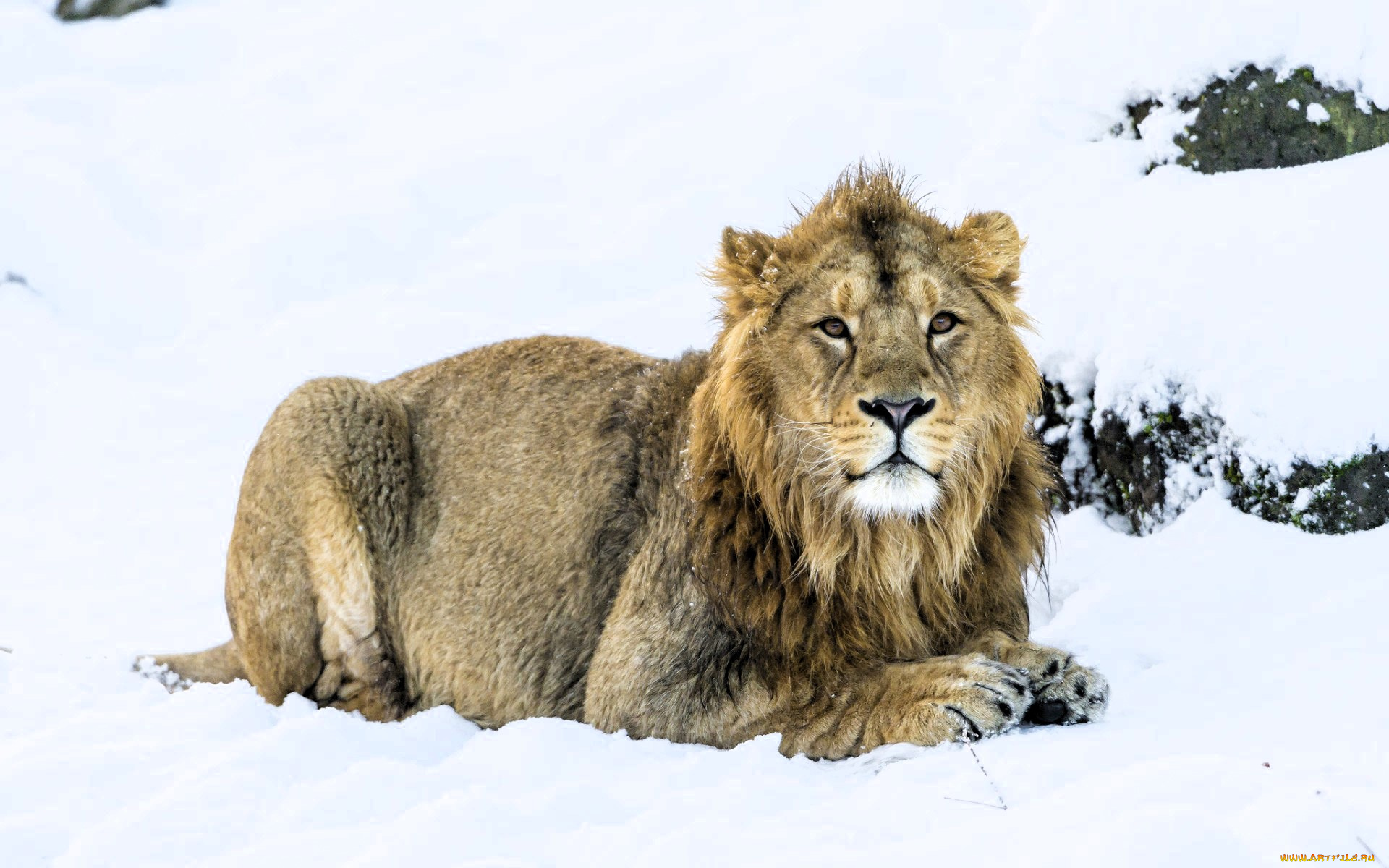 животные, львы, лев, снег
