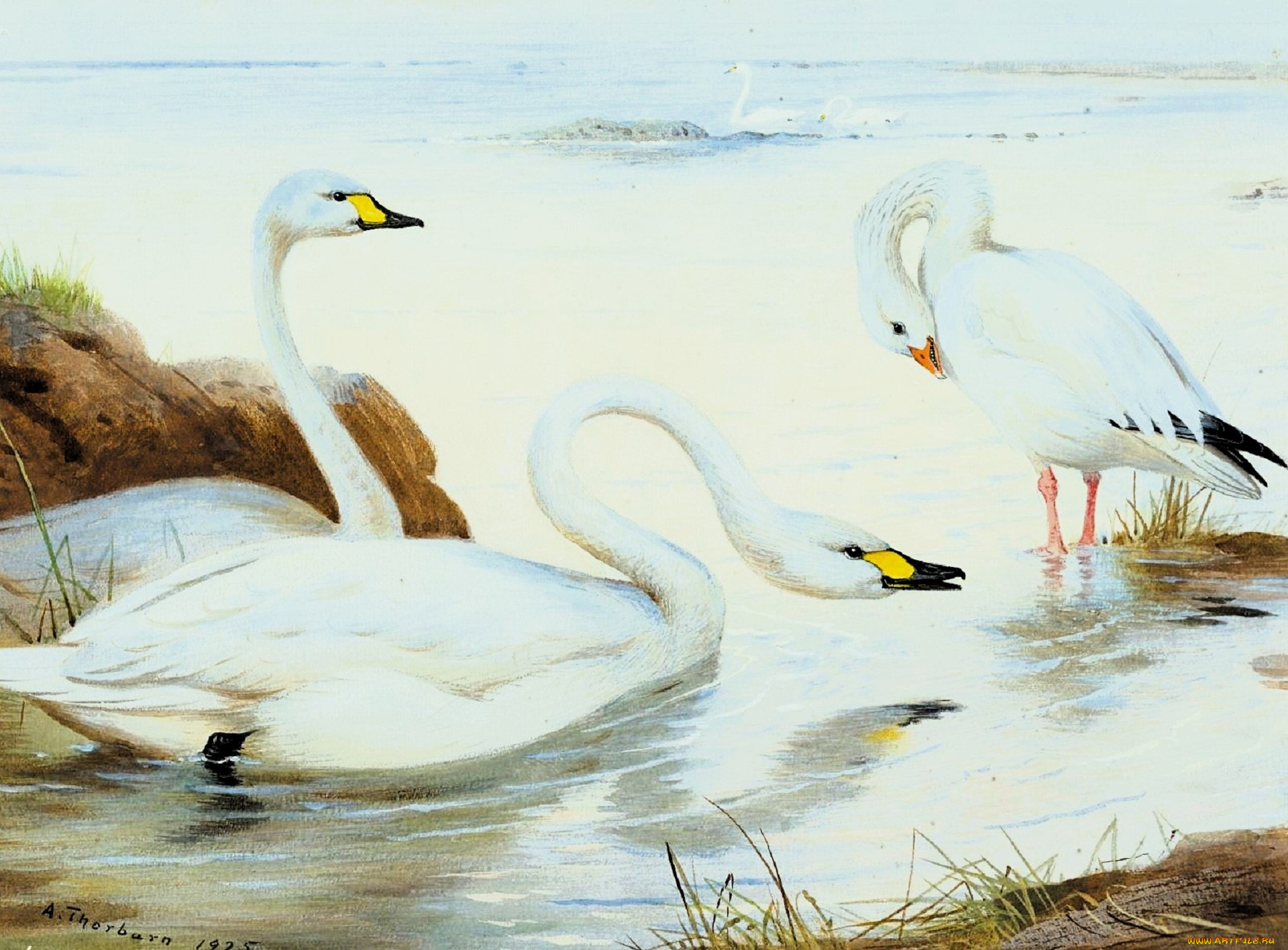рисованное, archibald, thorburn, лебеди, озеро, берег