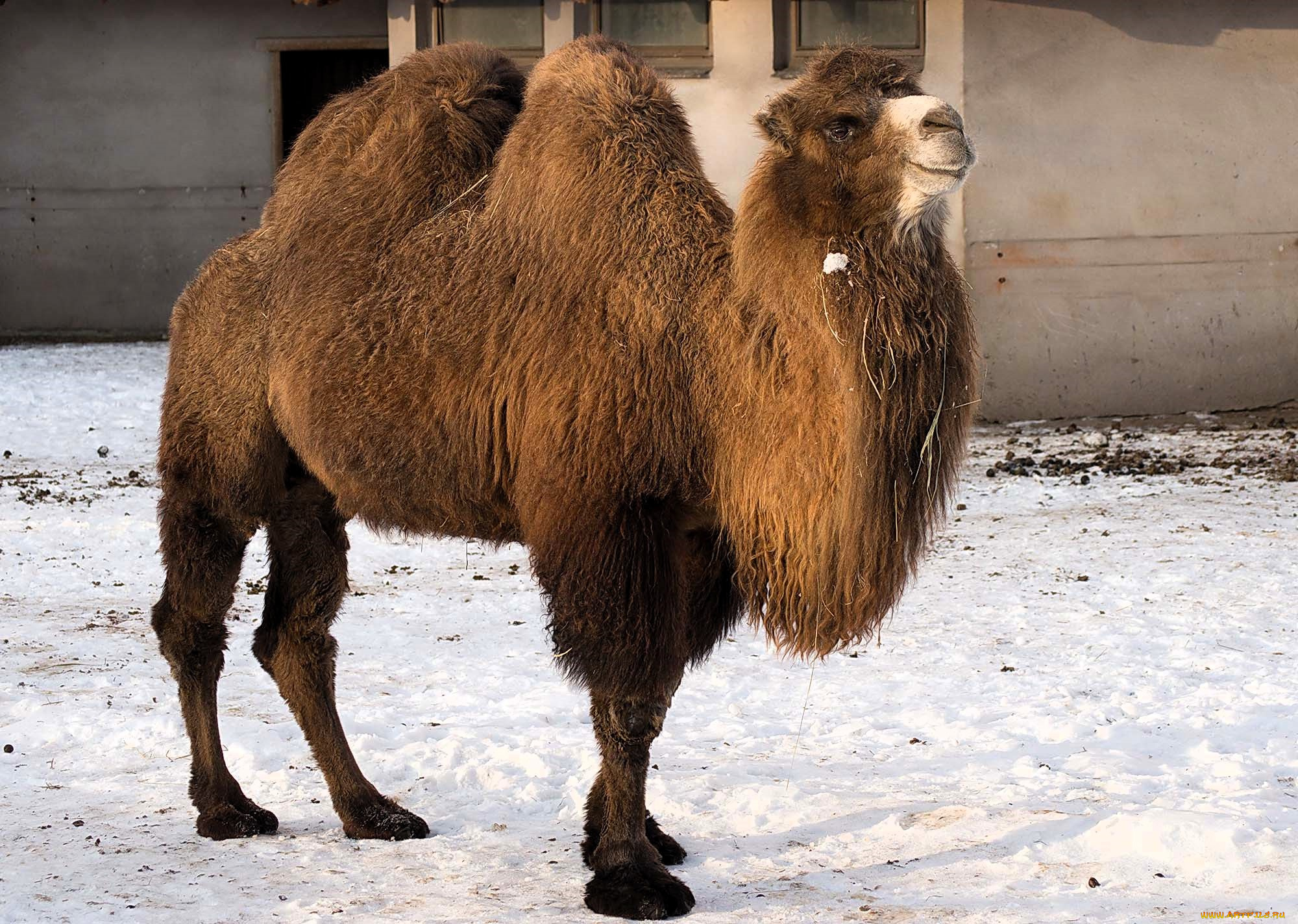 животные, верблюды, верблюд, снег, дом