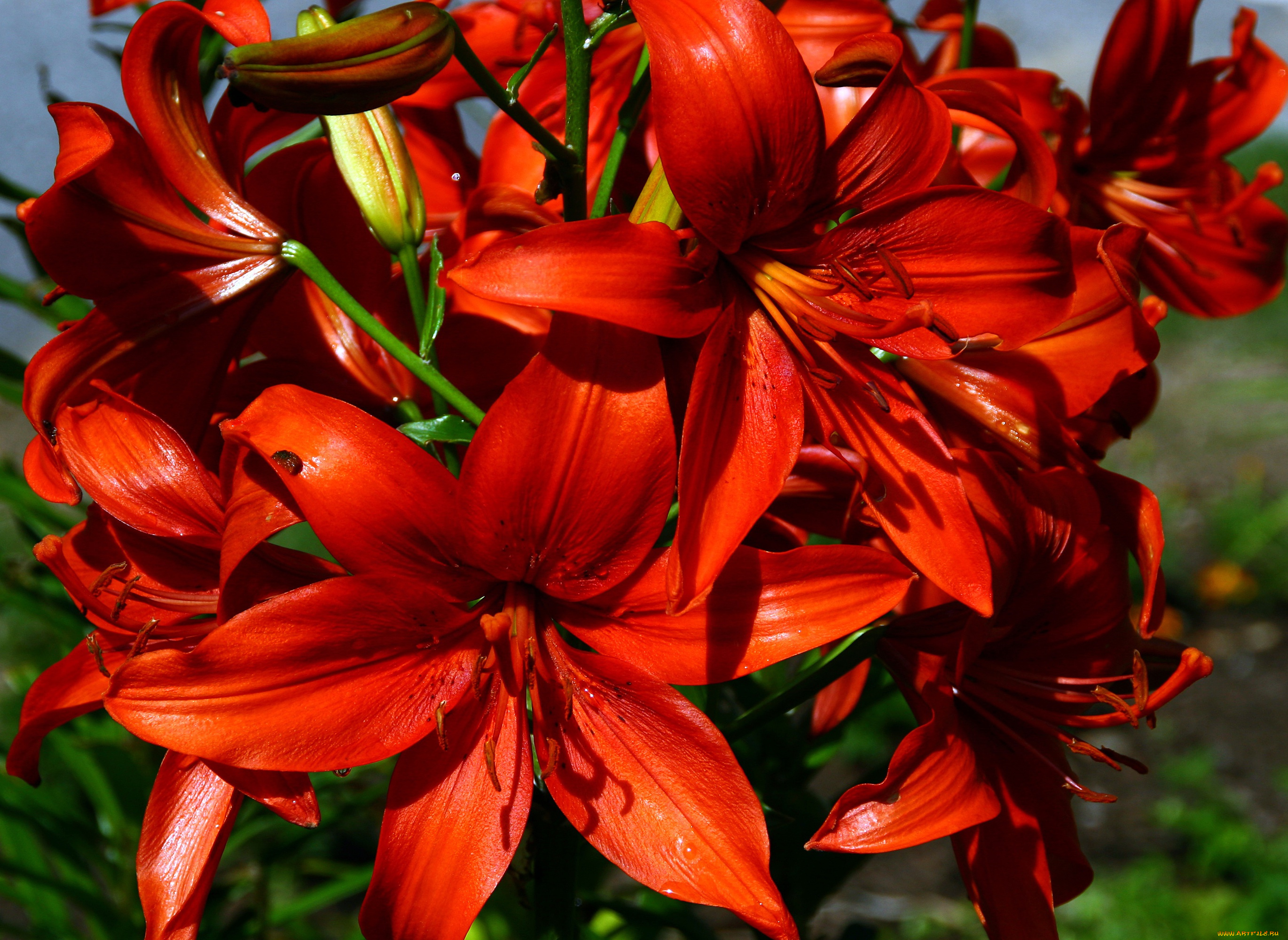 цветы, лилии, , лилейники