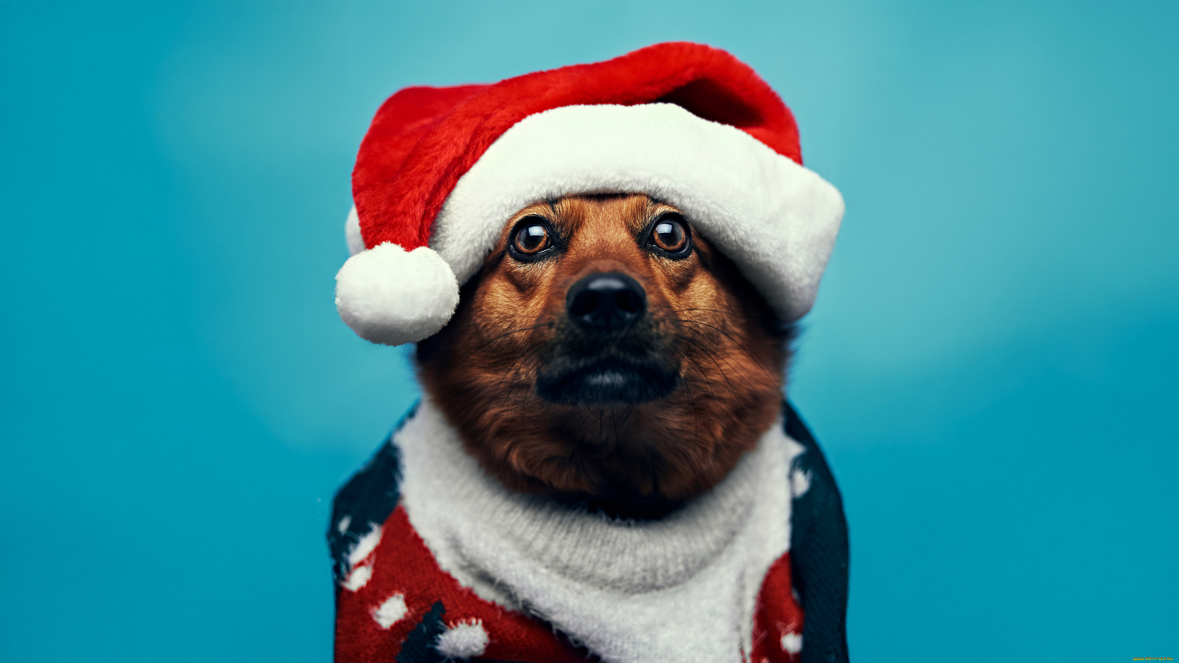 животные, собаки, праздничное, настроение, симпатичная, собака, санта
