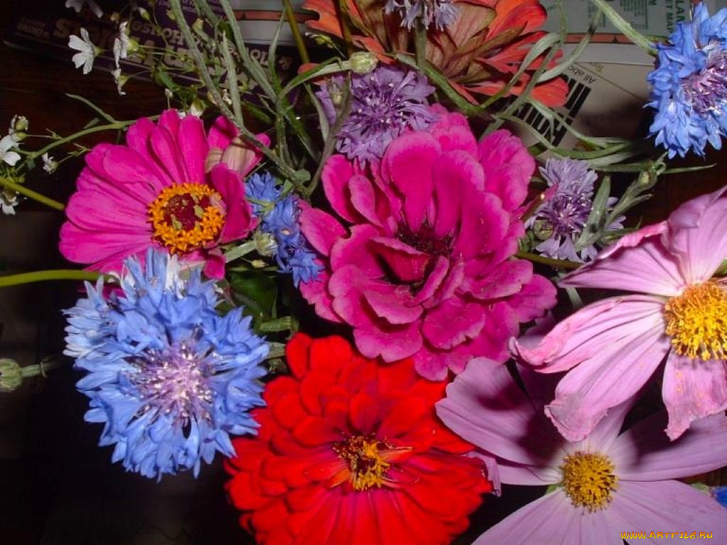 цветы, разные, вместе