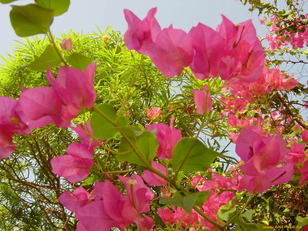египетские, цветы, бугенвиллея