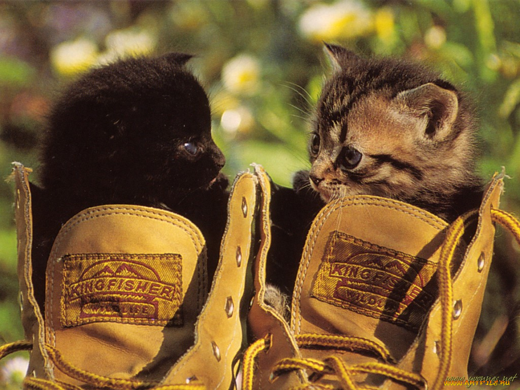 животные, коты