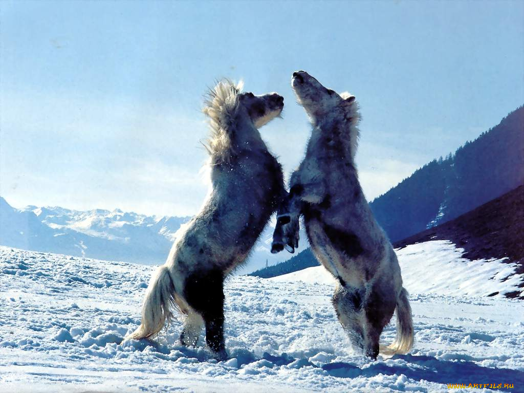 животные, лошади