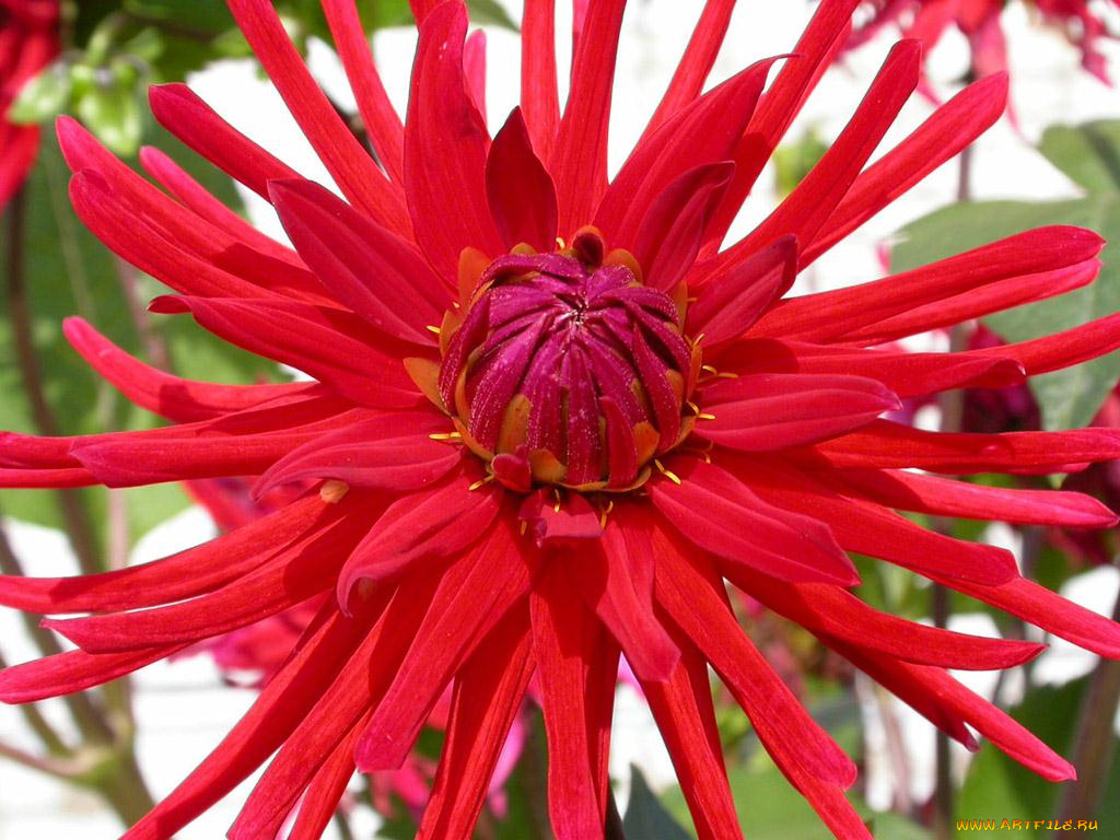 цветы, георгины