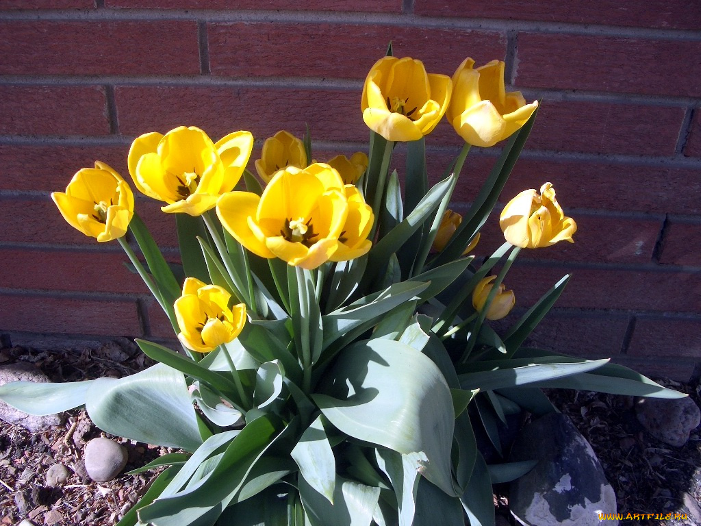 цветы, тюльпаны