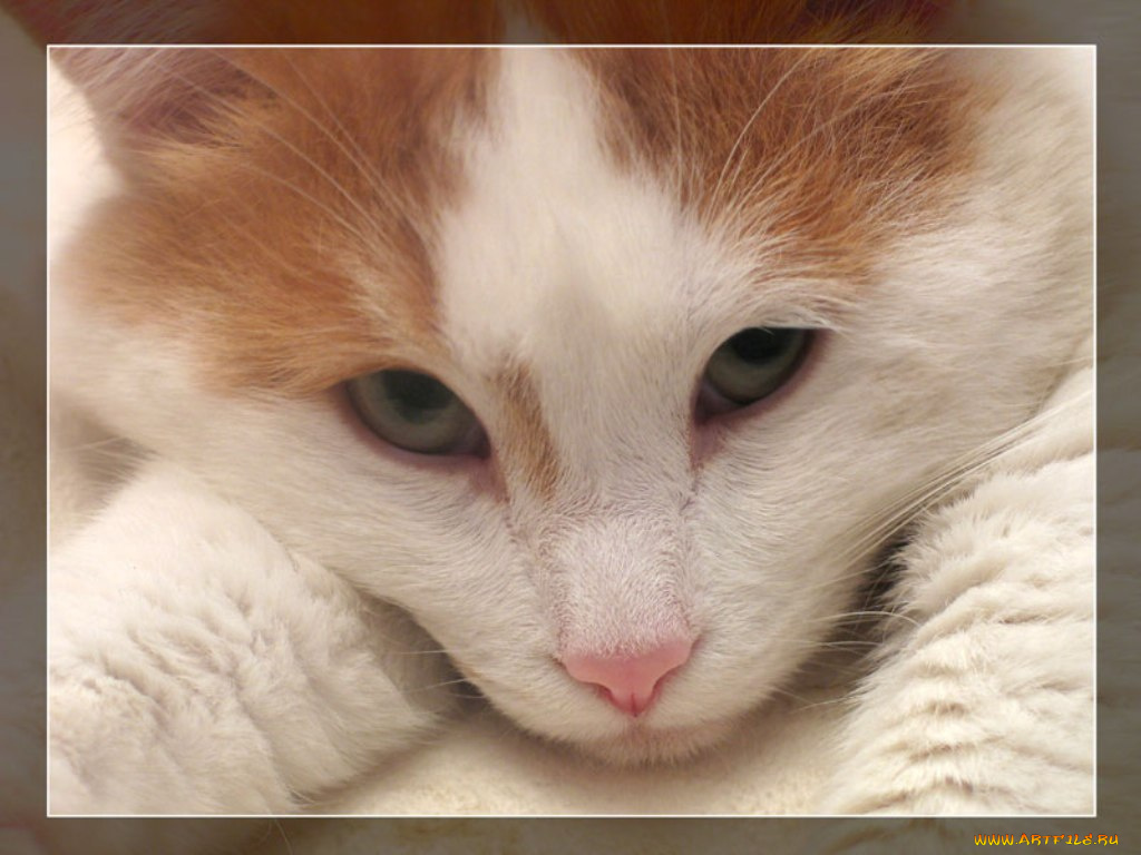 кот, животные, коты