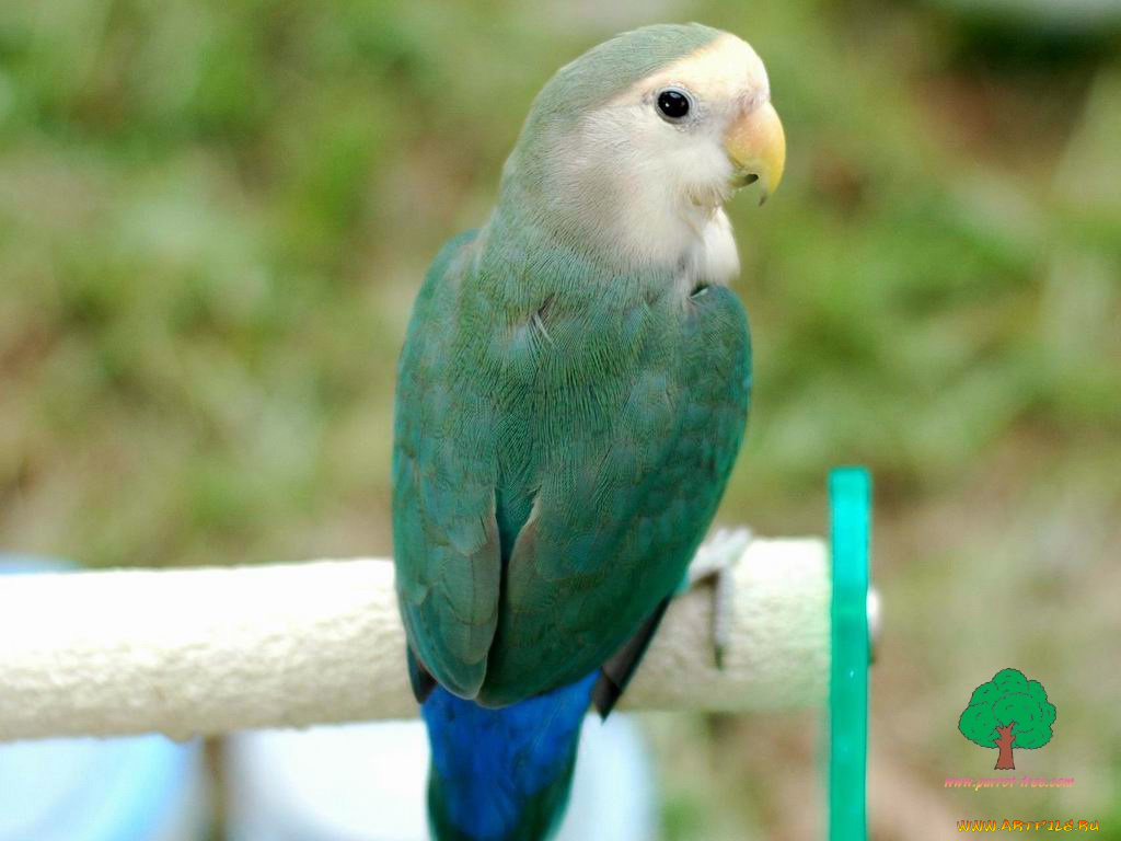 животные, попугаи