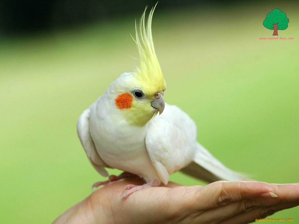 животные, попугаи