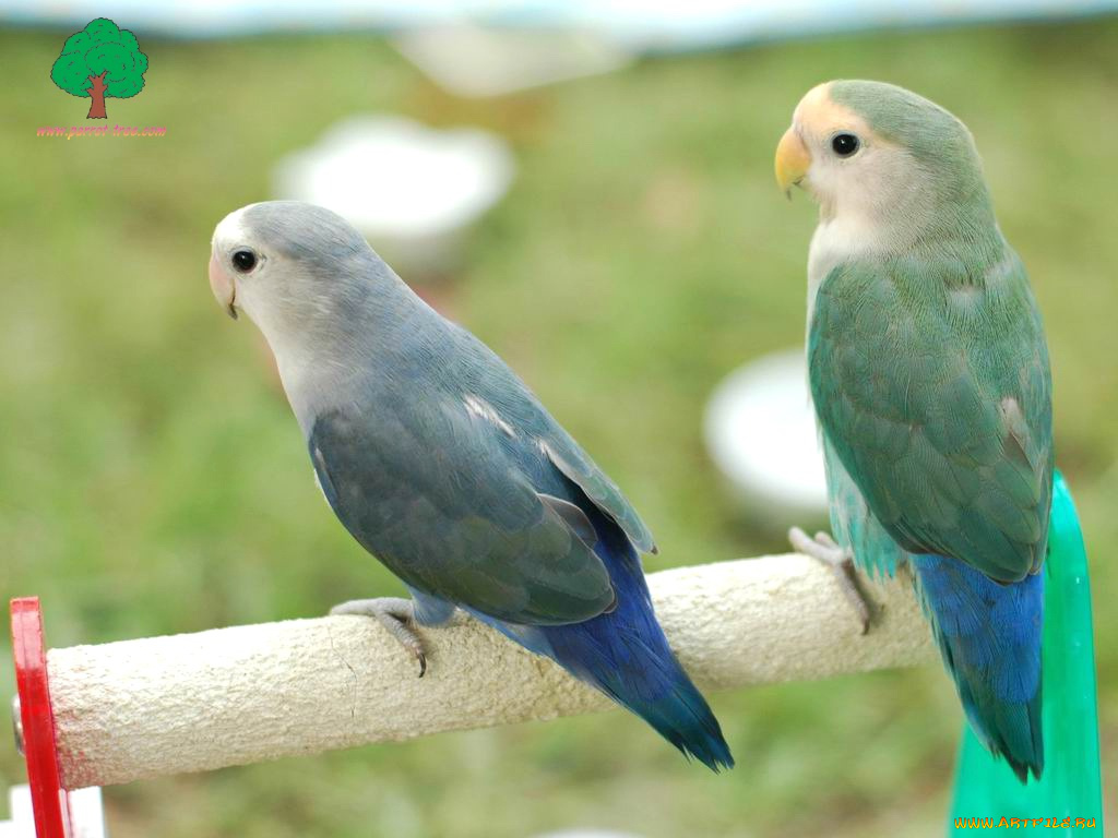 животные, попугаи