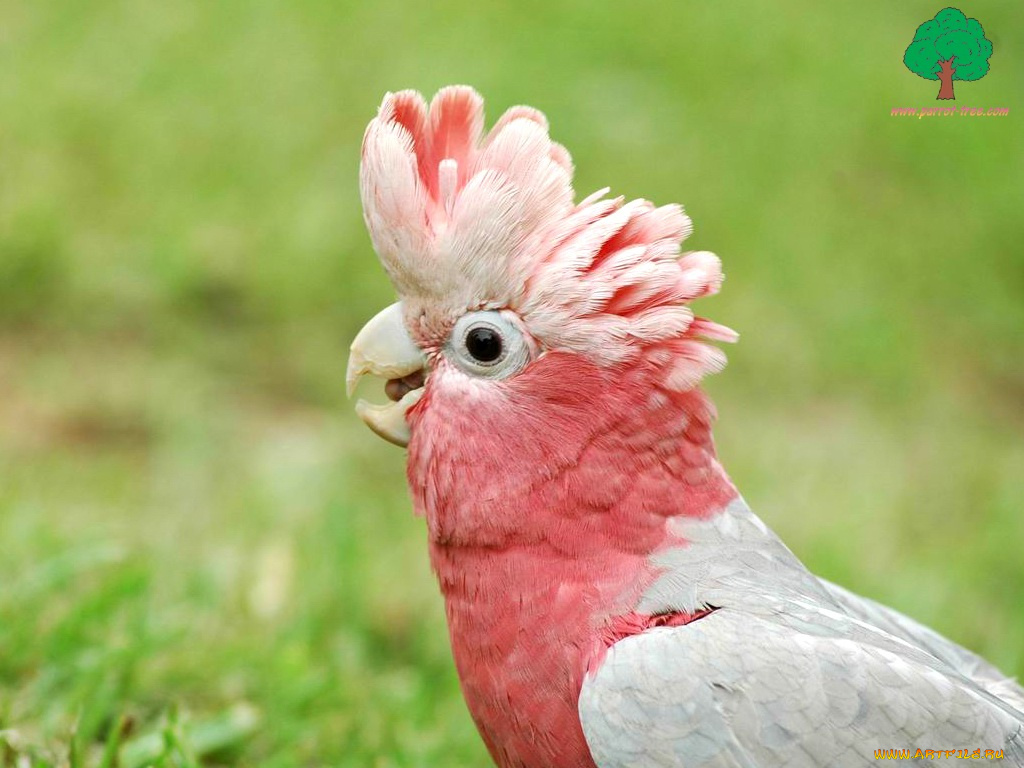 животные, попугаи