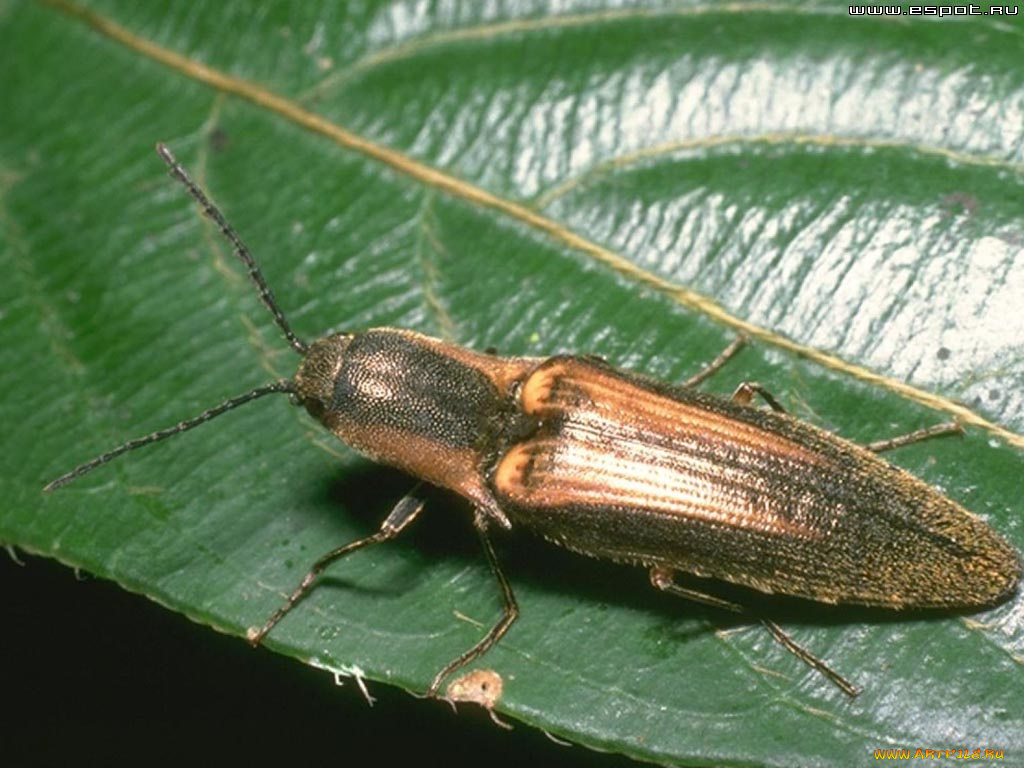 животные, насекомые