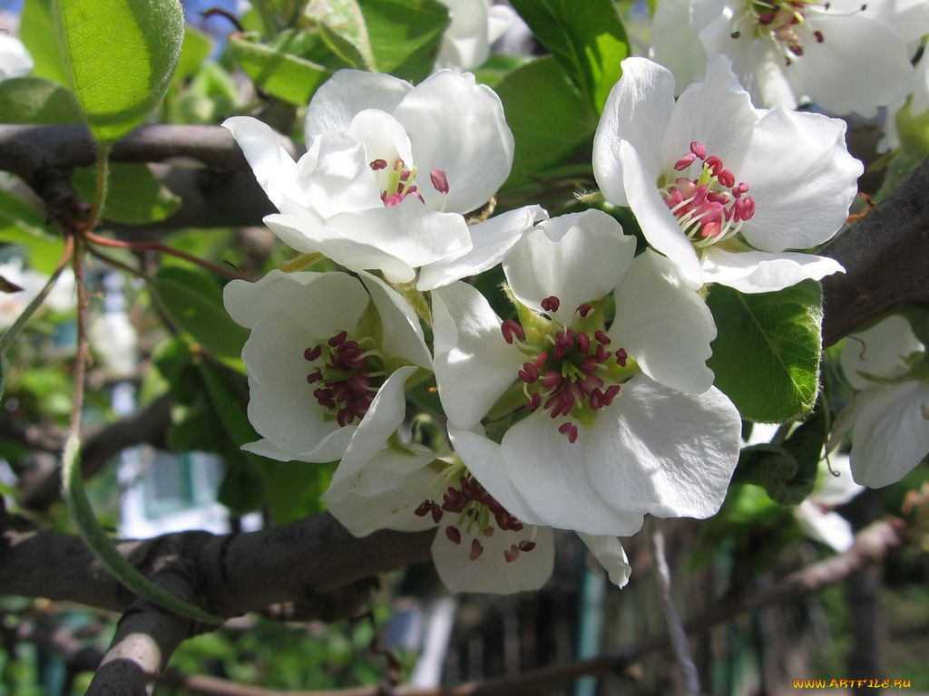 цветы, цветущие, деревья, кустарники