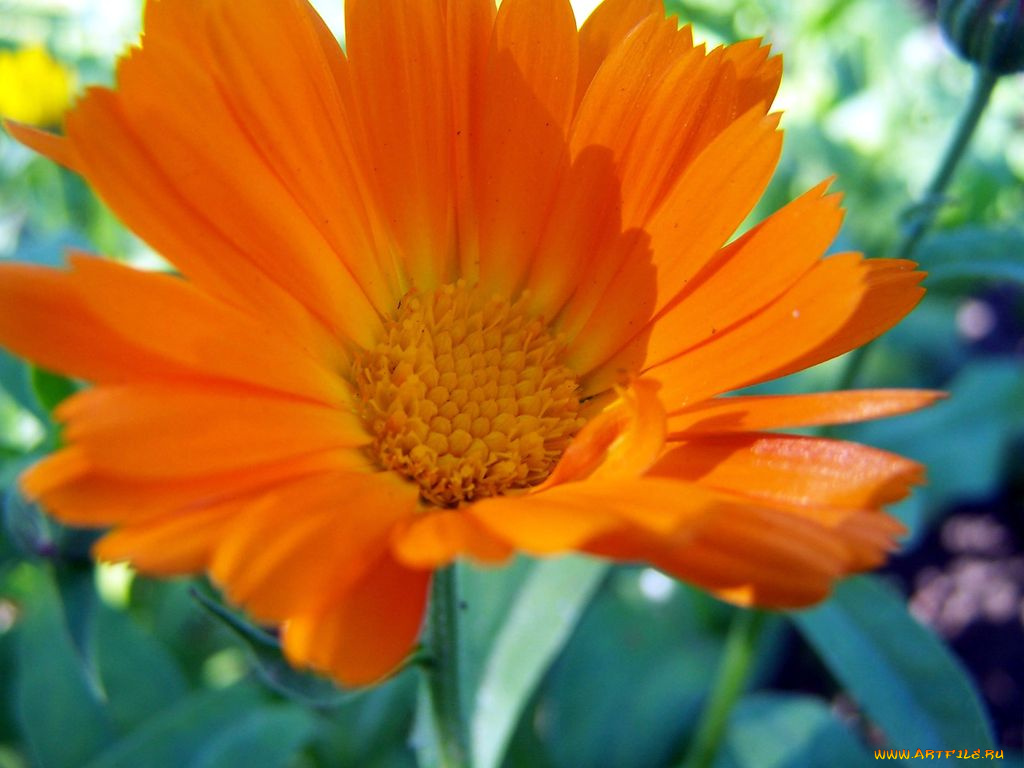 цветы, календула