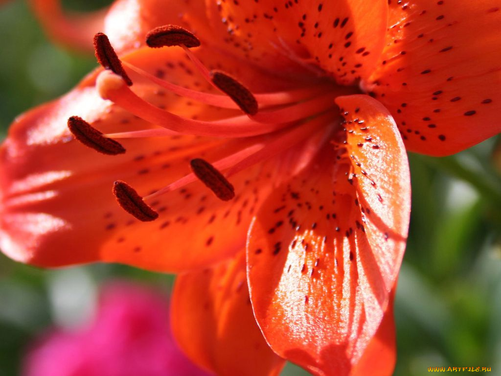 цветы, лилии, лилейники