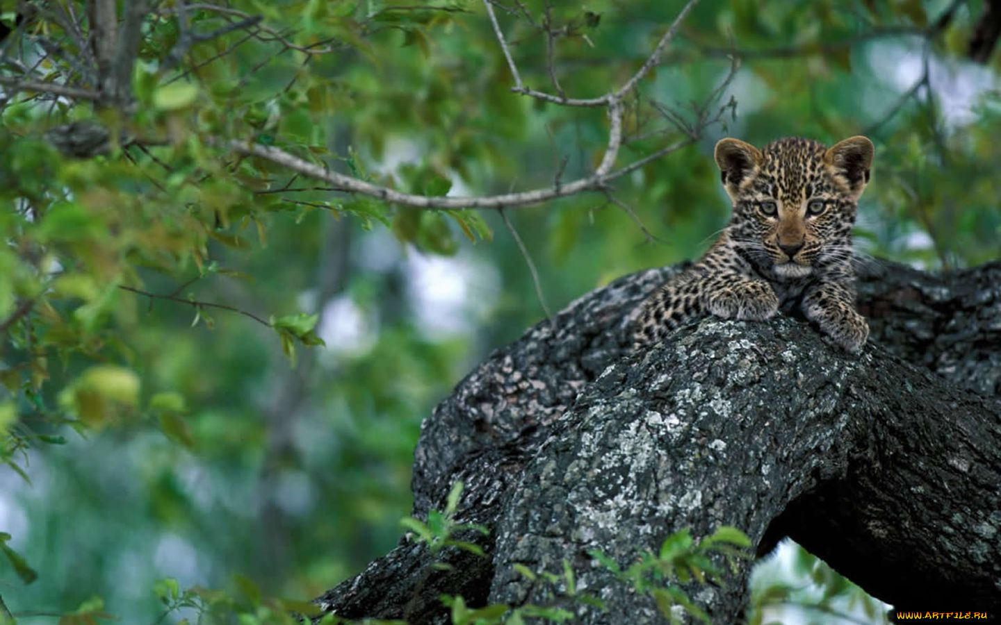 животные, леопарды, леопрд, котёнок, на, дереве