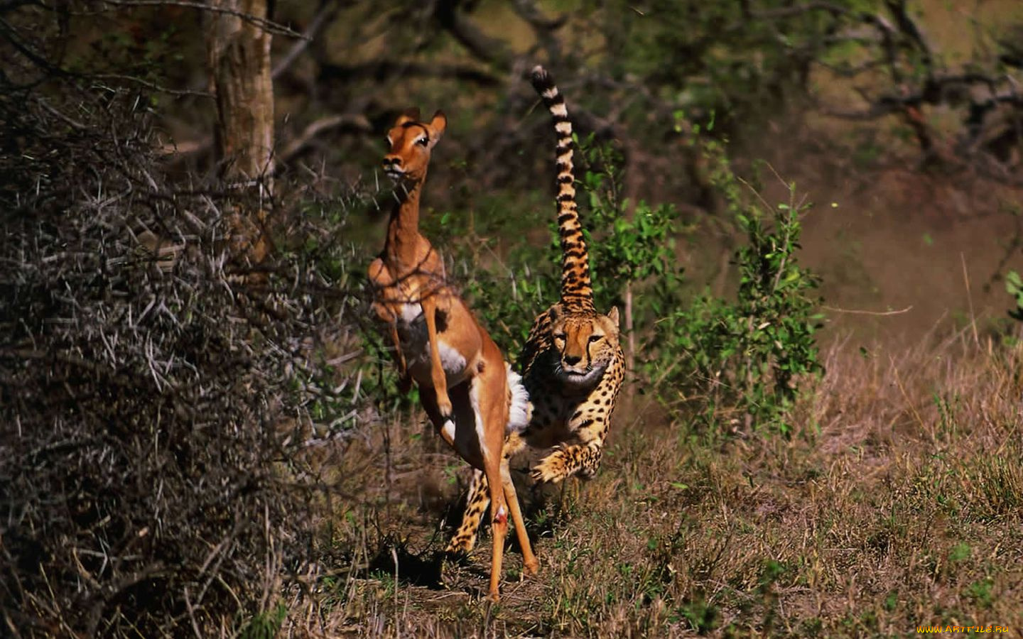 животные, разные, вместе