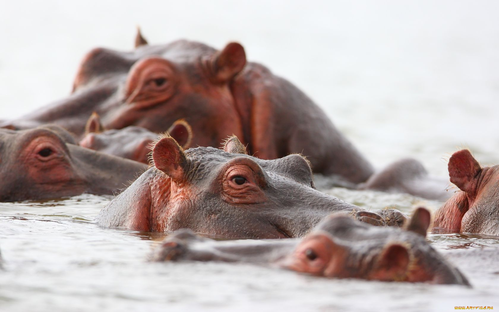 животные, бегемоты