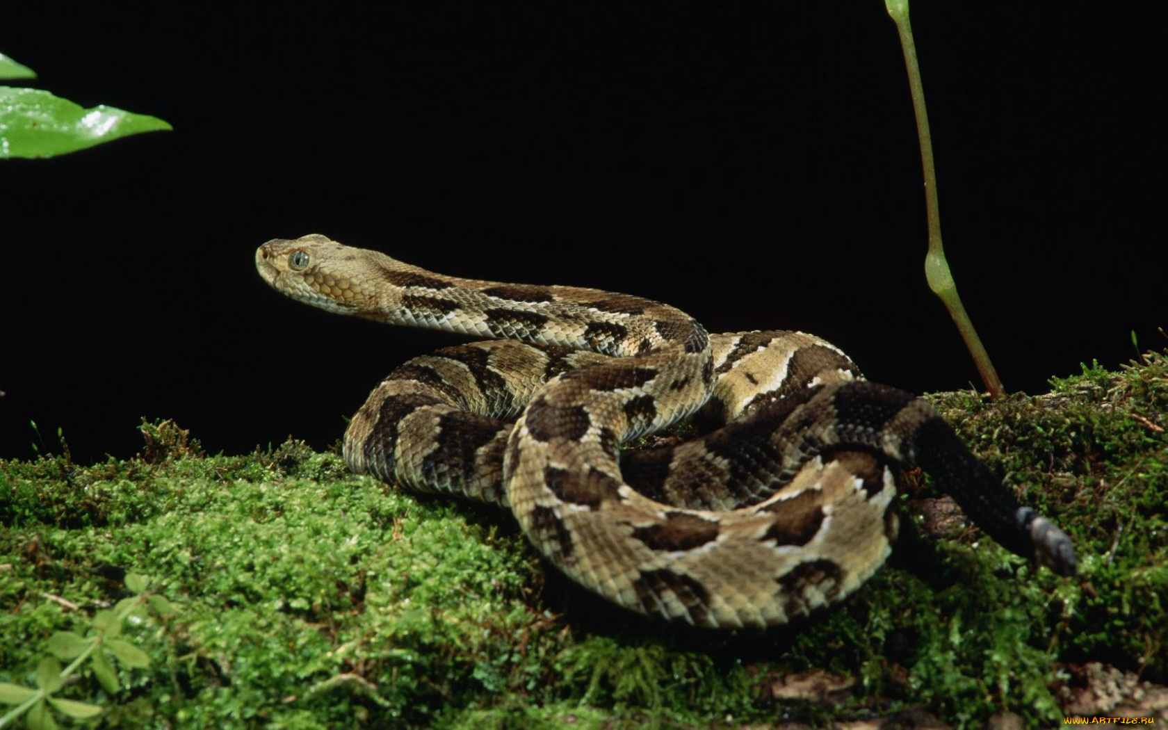 животные, змеи, питоны, кобры