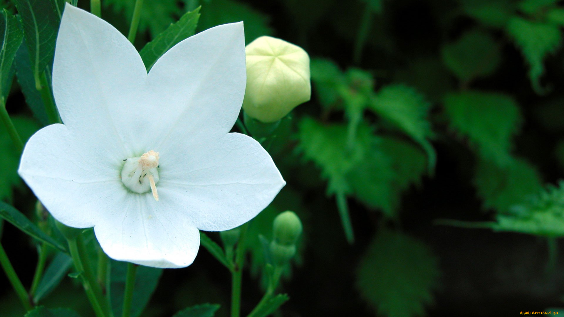 цветы, колокольчики