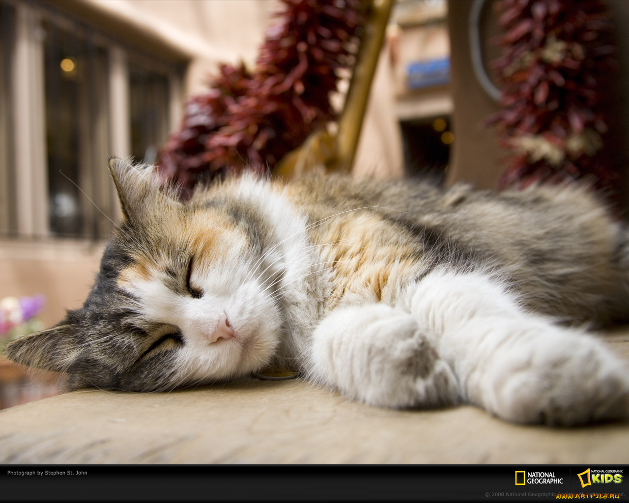 животные, коты