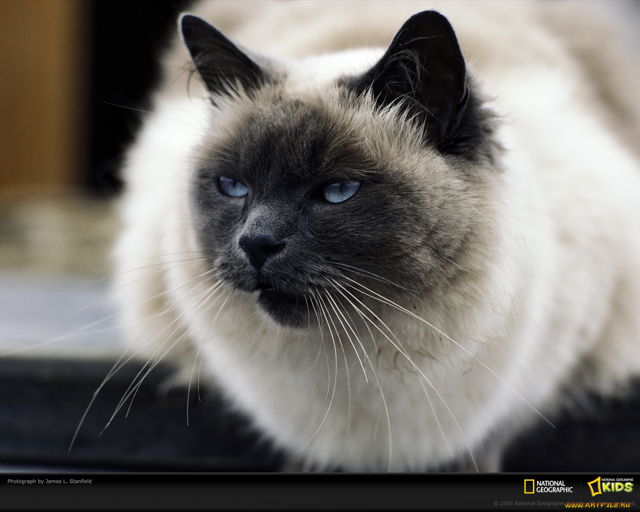 животные, коты