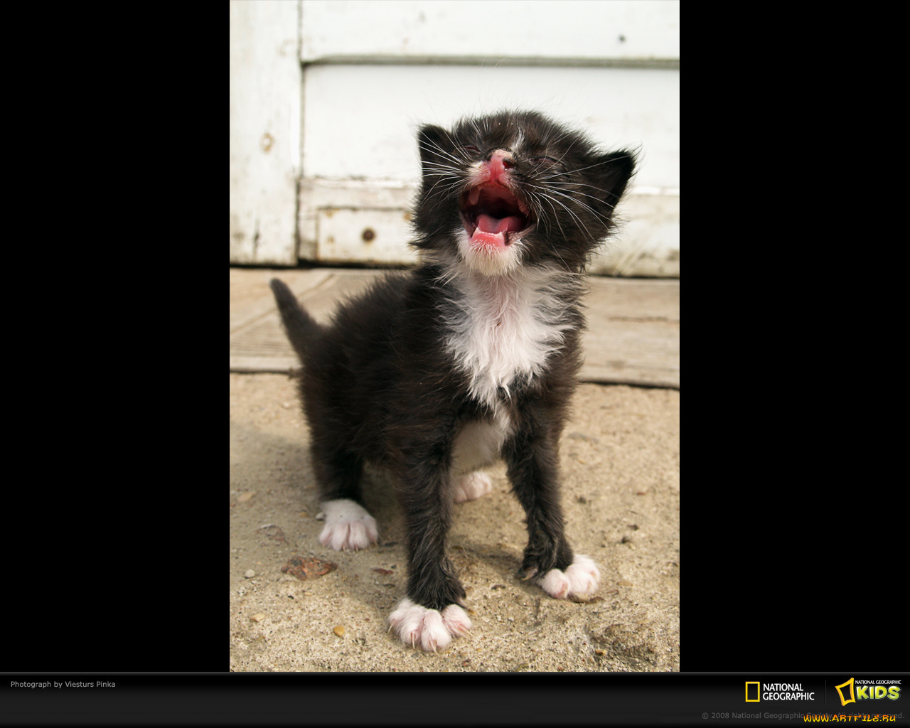 животные, коты