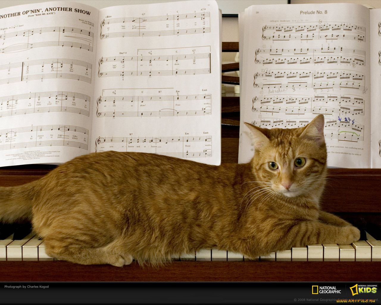 животные, коты