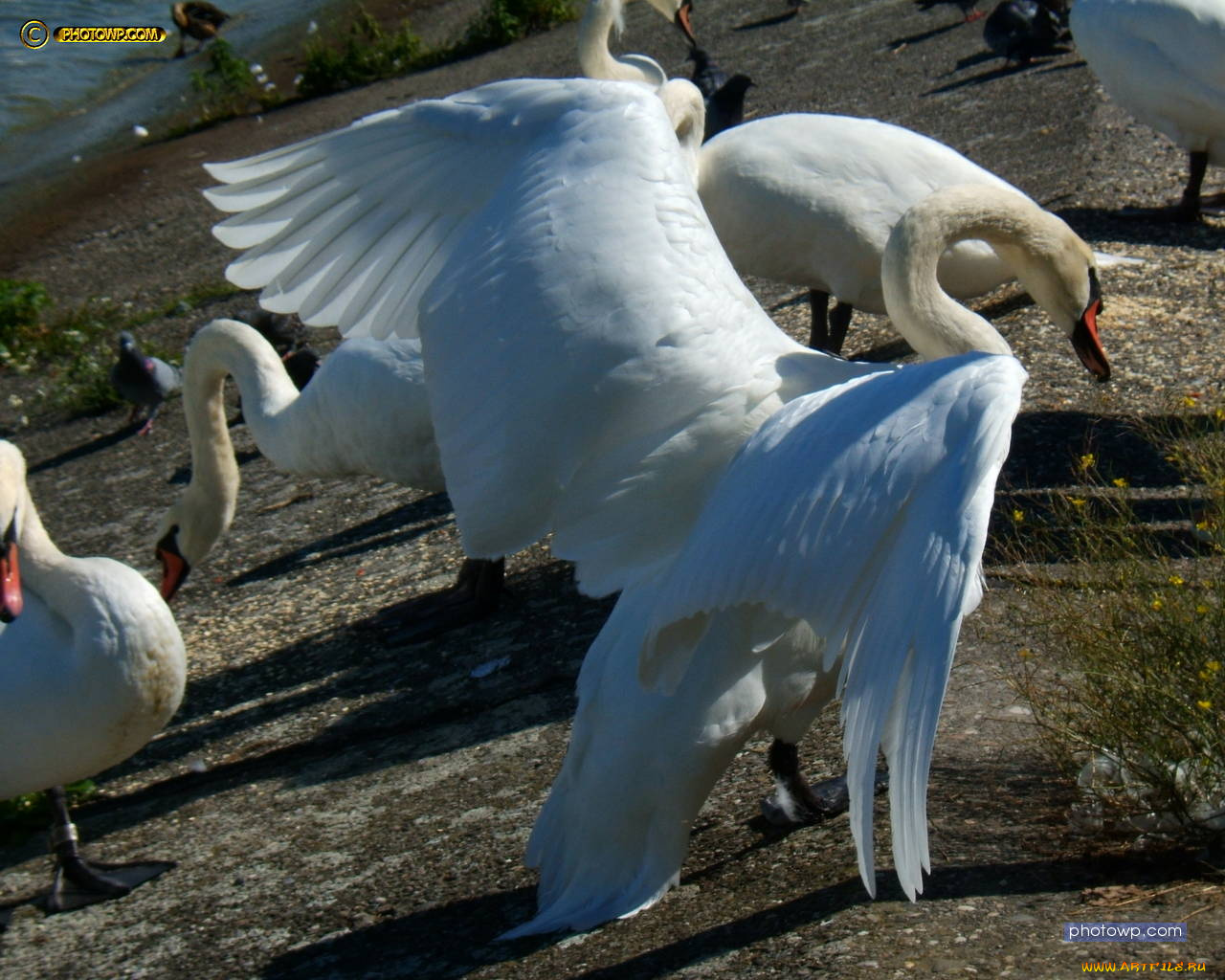 животные, лебеди