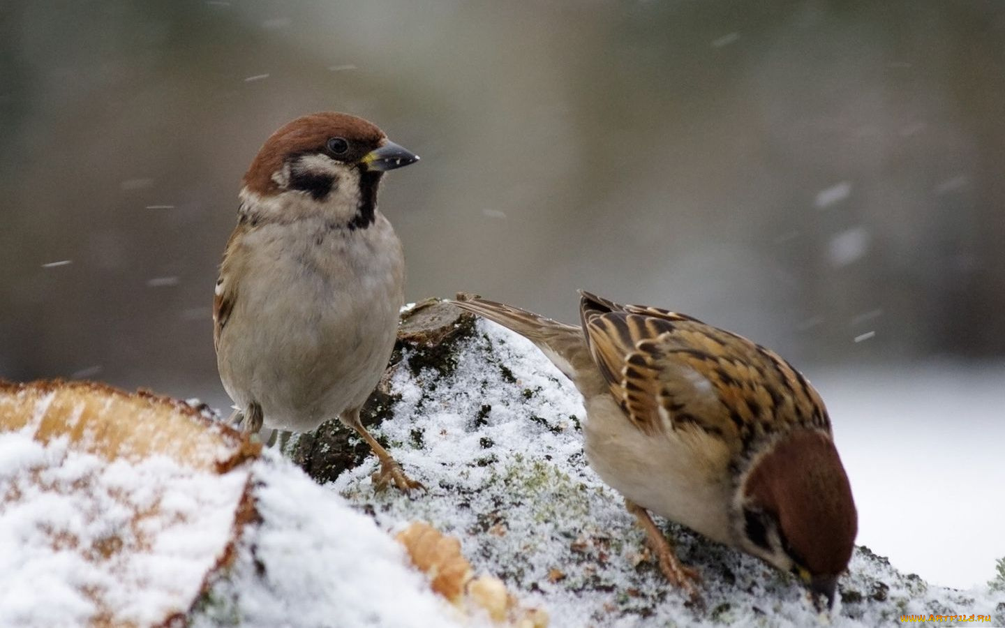 животные, воробьи