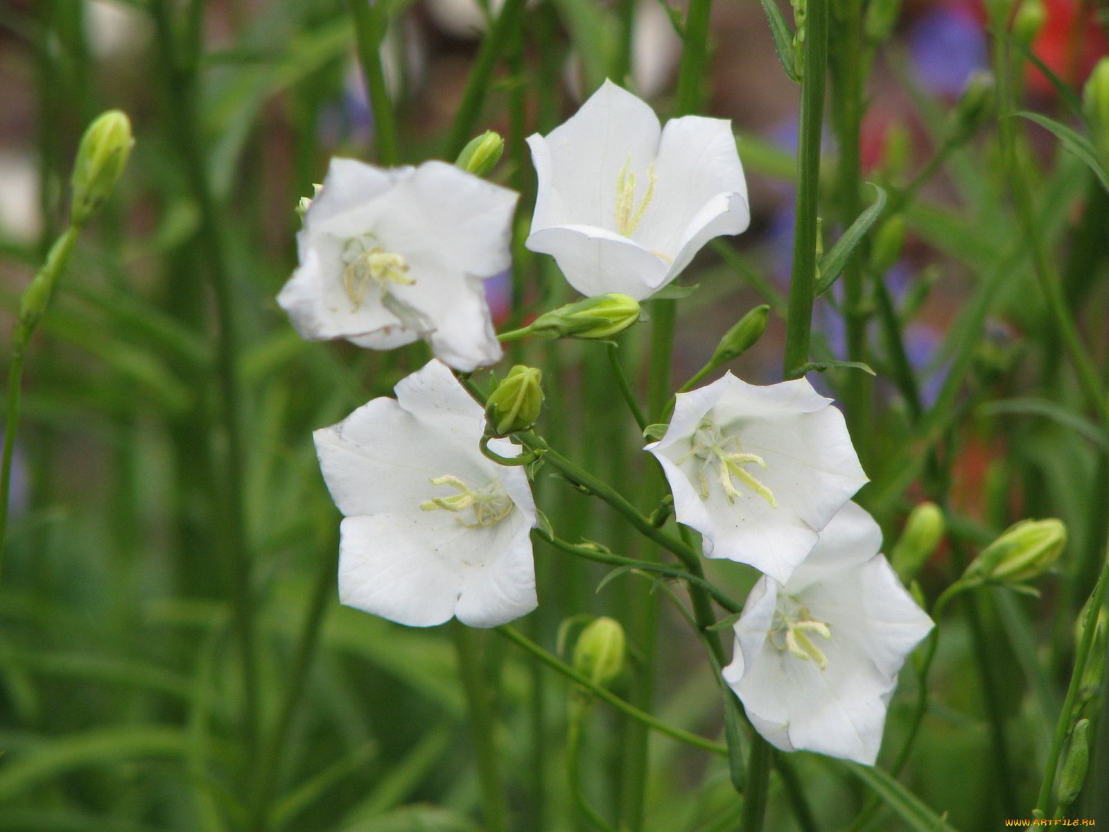 цветы, колокольчики