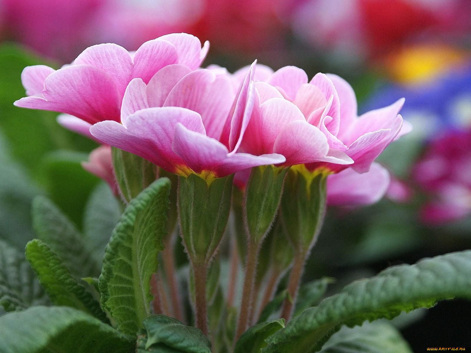 цветы, примулы, примула