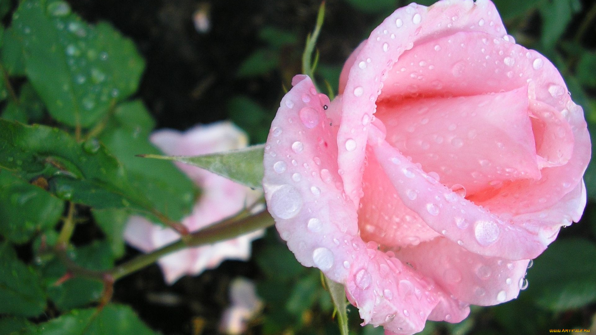 цветы, розы