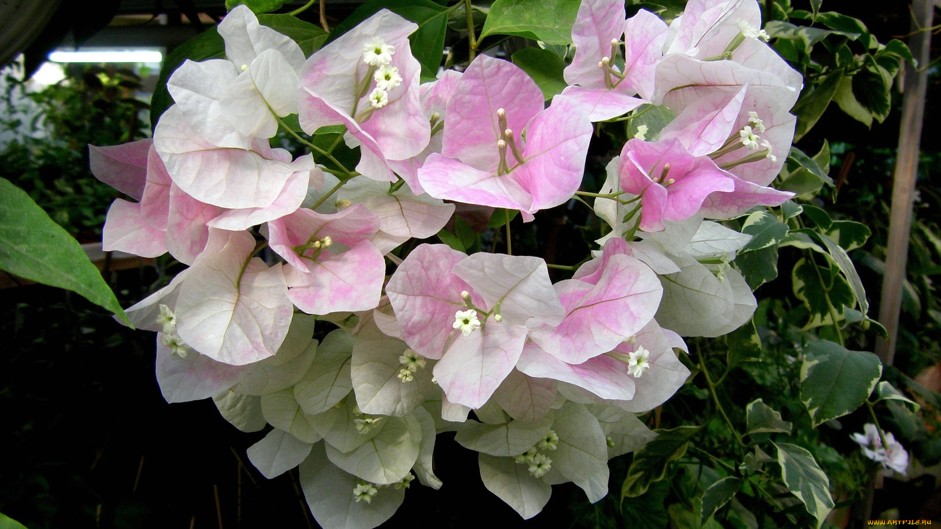 цветы, бугенвиллея, бледно-розовый