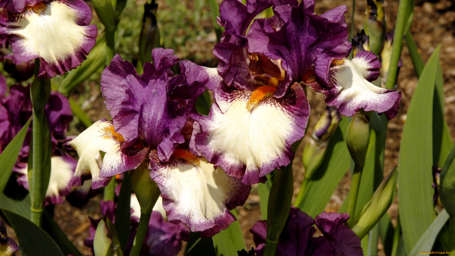 цветы, ирисы, фиолетовый