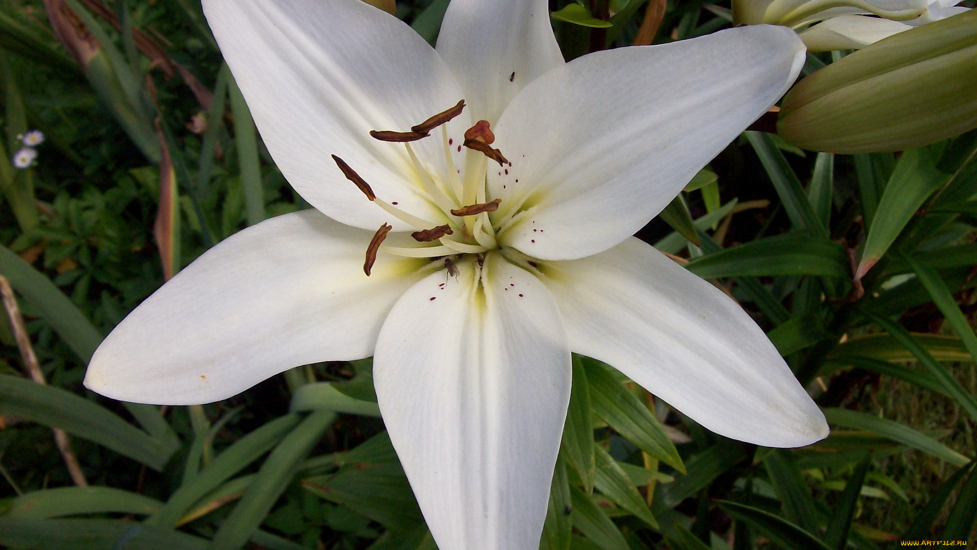цветы, лилии, лилейники, белый