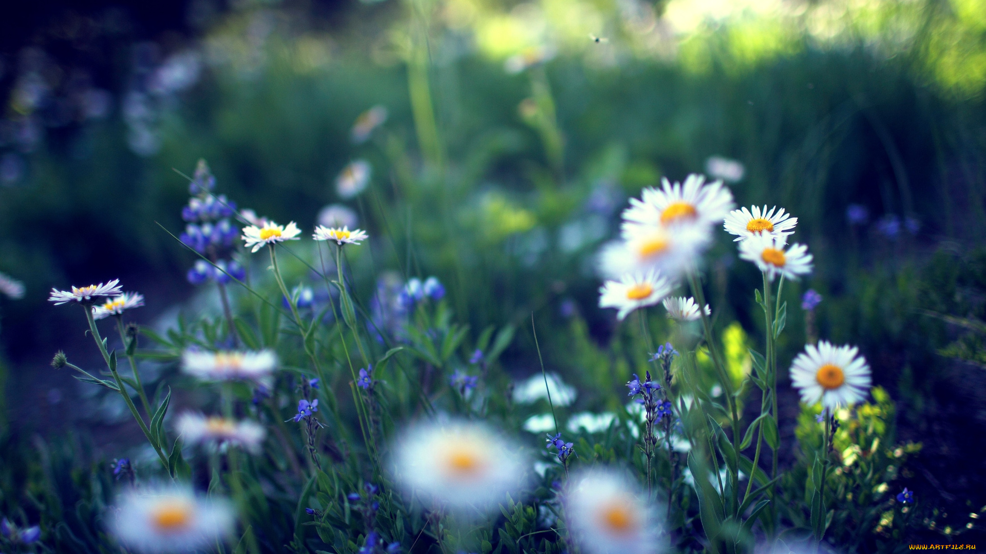 цветы, ромашки, маленький, белый, луг, макро